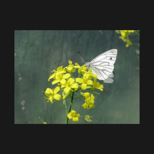 Cabbage White Butterfly on Brassica Flower by WesternExposure