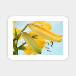 Lilium  &#39;Yellow Bruse&#39;  Asiatic Lily  Flower buds Magnet