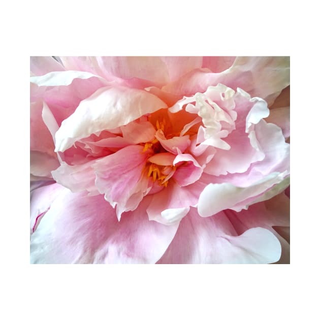 Closeup of Pale Pink Peonies by SusanSavad