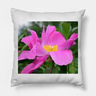 Peony flower photo Pillow