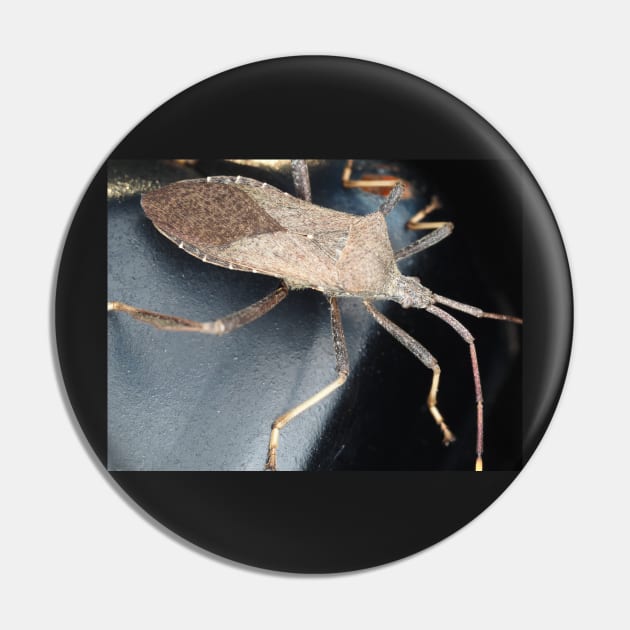 A leaf-footed bug from Texas, USA identified as Acanthocephala terminalis Pin by SDym Photography