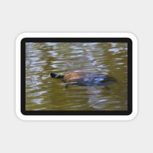 turtle swimming at Trojan pond, near Goble, Oregon 2 Magnet