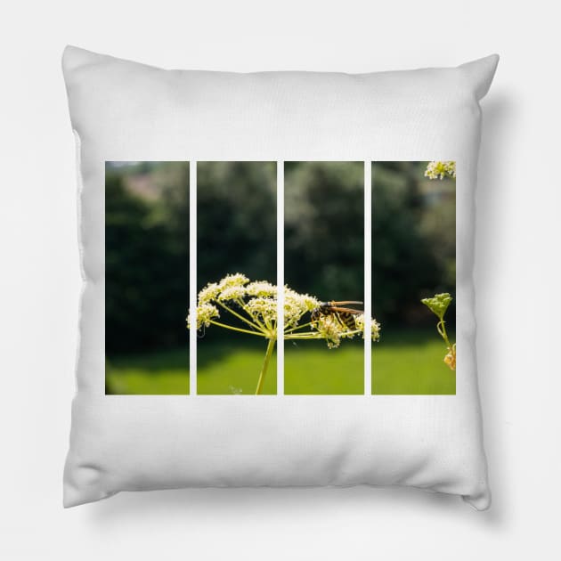 Wasp on a white Caraway or meridian fennel flower. Macro photo. Texture of white petals. Wasp close-up. Drawing on the body of a wasp. The wasp pollinates the flower. Natur green background. Bokeh Pillow by fabbroni-art