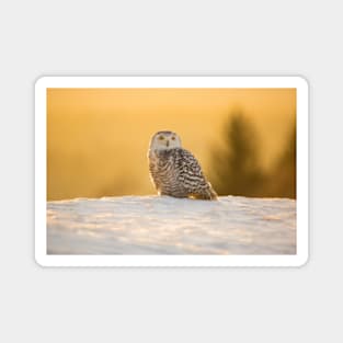 Snowy Owl Magnet