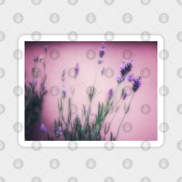 Delicate lavender flower in blur Magnet by Khala