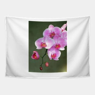 Pink orchid flowers Tapestry