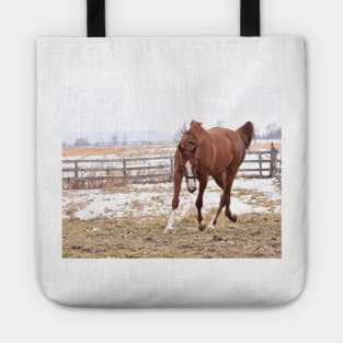 Verrazano filly Tote