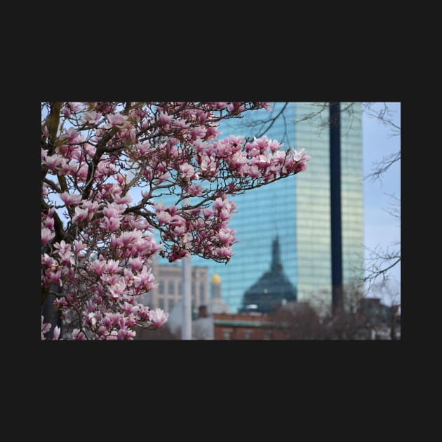 Cherry Blossoms in front of the Hancock Boston MA by WayneOxfordPh