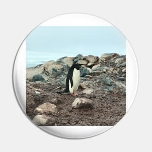 Adelie penguin in Antarctica Pin