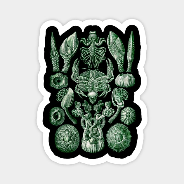 Ernst  Haeckel Cirripedia Crab Green Magnet by Scientistudio