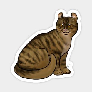 Cat - American Curl - Shorthair Dark Brown Tabby Magnet
