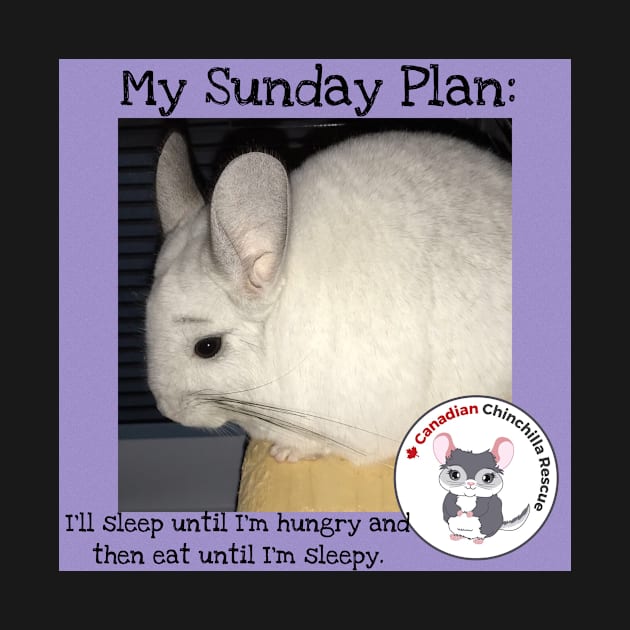 Chinchilla inspirational thoughts by canchinrescue