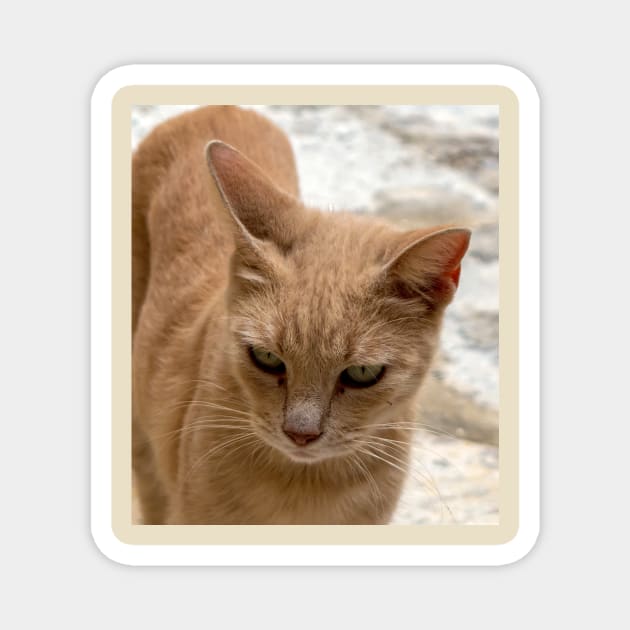 Cats of Malta - stray ginger tabby cat Magnet by lena-maximova