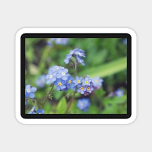 Forget-Me-Nots 2 Magnet