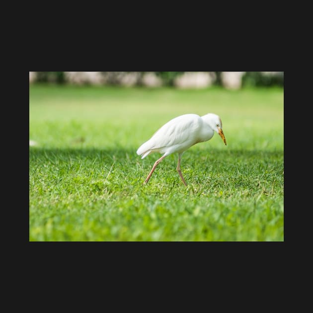 Cattle Egret 8 by KensLensDesigns