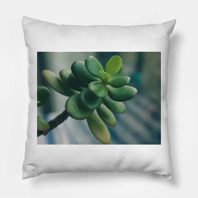 Money Tree Pillow by hextrovert