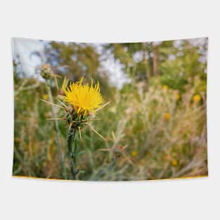 yellow starthistle Tapestry