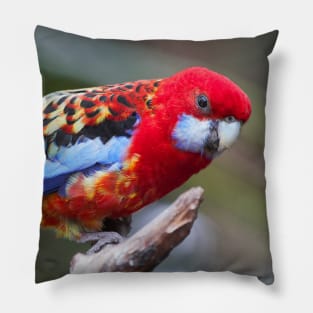 Curious Eastern White-Cheeked Rosella Parakeet Pillow