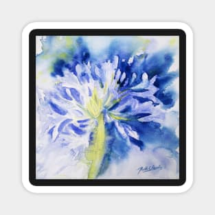 Agapanthus 1 Magnet