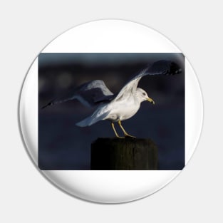 Gull in the Spotlight Pin