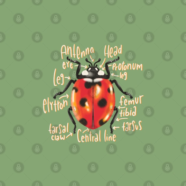 Ladybug illustration with anatomy labels by NewBranchStudio