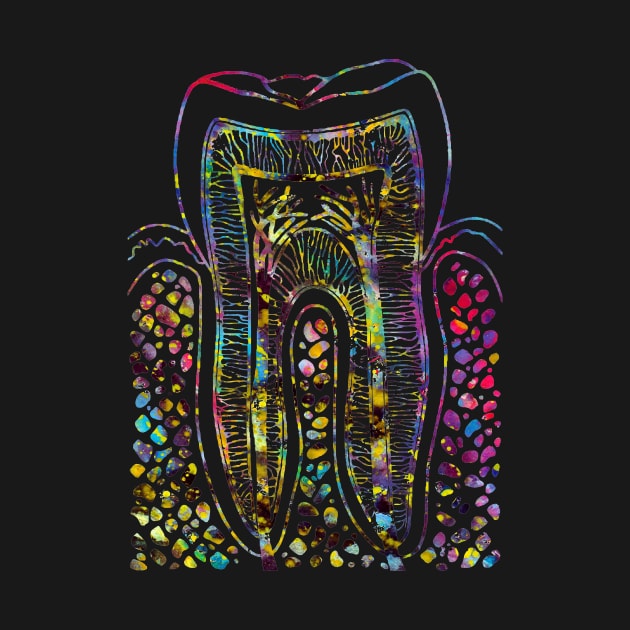 Tooth Structure by erzebeth