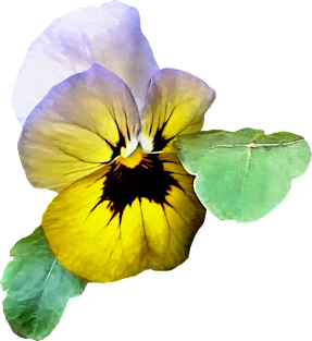 Pansies - Pansy Saluting Magnet