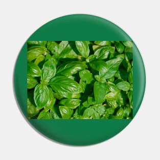 Basil Pin