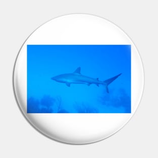 Caribbean Reef Shark Pin