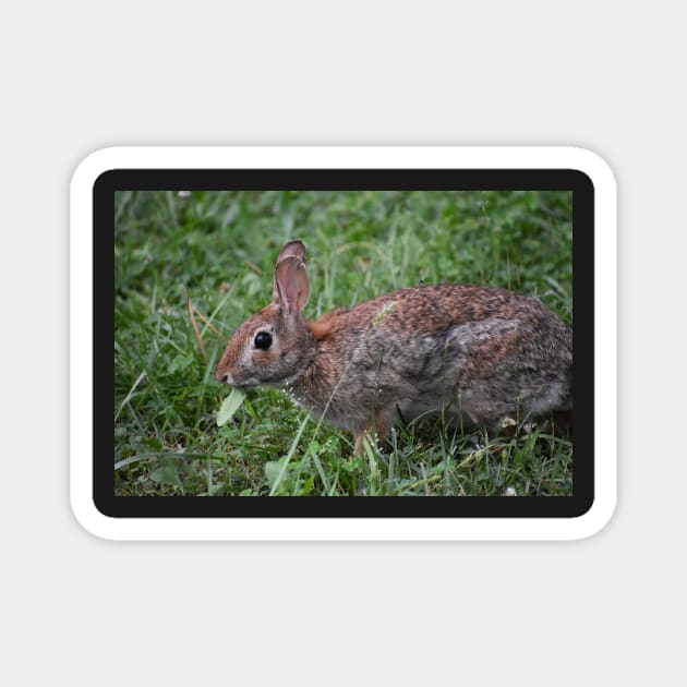 Eastern Cottontail eating Magnet by ToniaDelozier