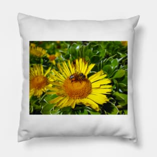 Bee On Sunflower Closeup Pillow