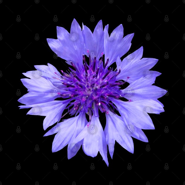 blue cornflower, flower, flowers, blossom, garden by rh_naturestyles
