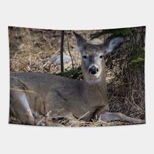 White tailed deer chillin. Tapestry