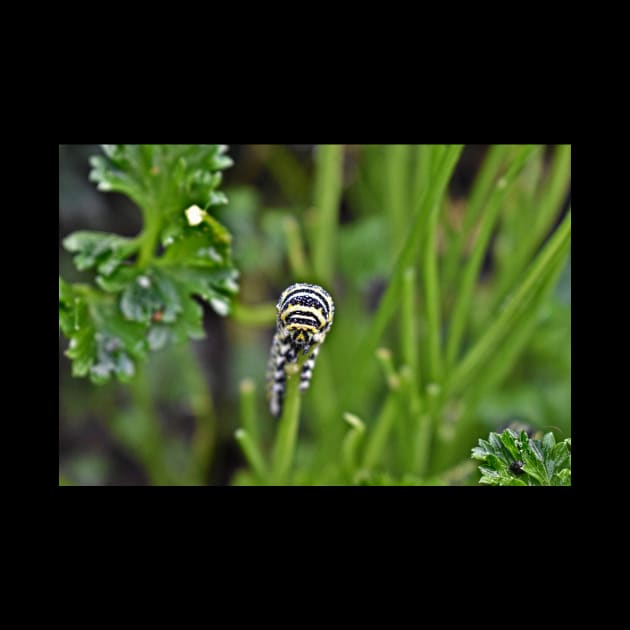 Swallowtail Caterpillar by A Thousand Words Photography