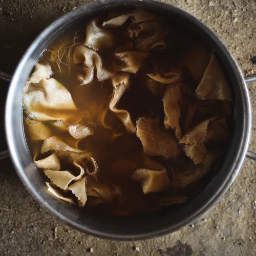 o-mordant-naturel-bain-sans-alun curcuma teinture naturelle végétale écologique jaune