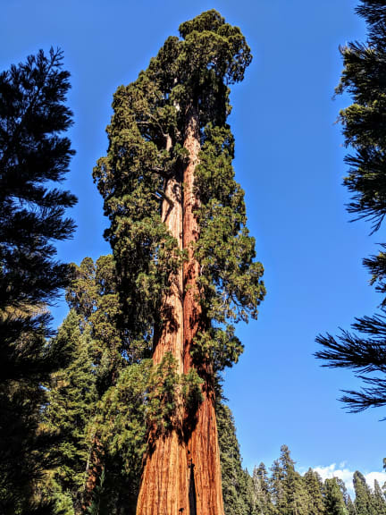 Big Trees Trail