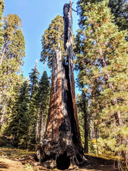 Chimney Tree