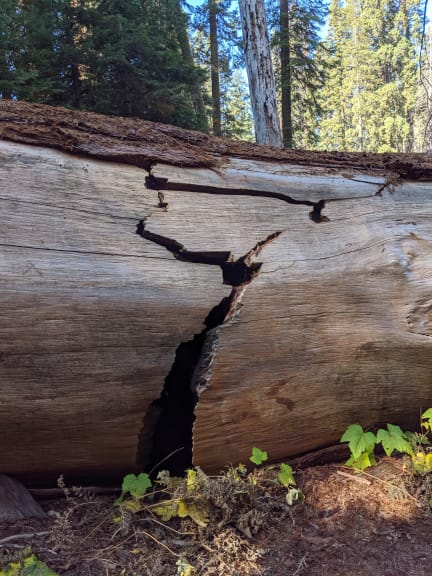 Fallen Sequoia at Crescent Meadow