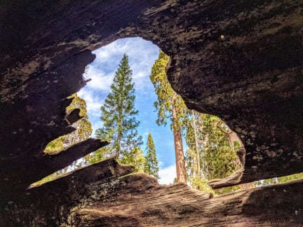 Inside of Fallen Tree at General Grant Grove