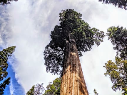 General Grant Grove