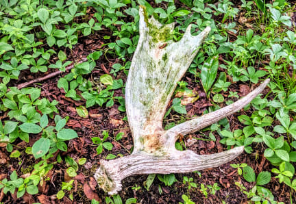 Moose Antler Moose Antler