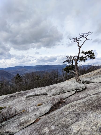 Stone Mountain Summit Tree Stone Mountain Summit Tree