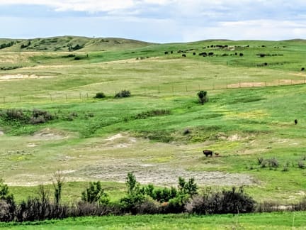Bison on North Unit Scenic Drive Bison on North Unit Scenic Drive