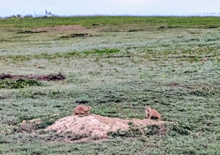 Prairie Dog Town Prairie Dog Town