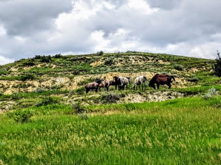 South Unit Scenic Drive Wild Horses South Unit Scenic Drive Wild Horses