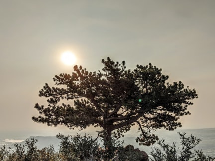 Hazy sun over a lone tree