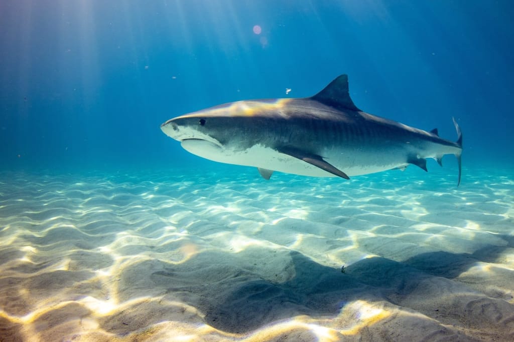 Descubre quién es el Tiburón Mexicano que comparte 5 lecciones de negocio