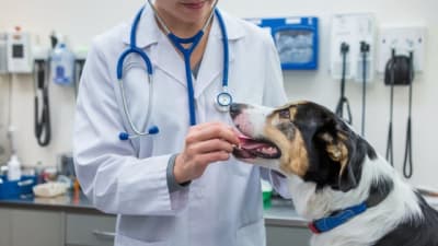 Imagen de Clínicas Veterinarias en mexico