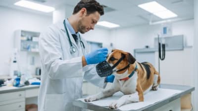 Imagen de Clínicas Veterinarias en mexico