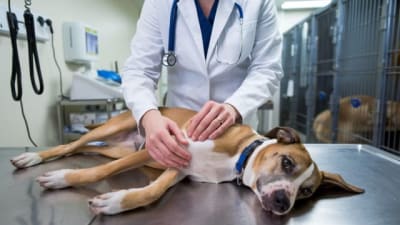 Imagen de Clínicas Veterinarias en mexico